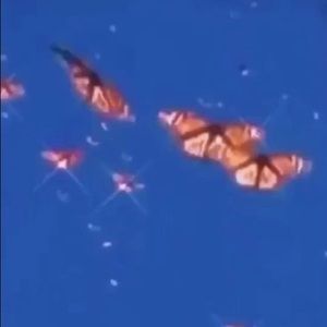 Meet your Posher, Ali